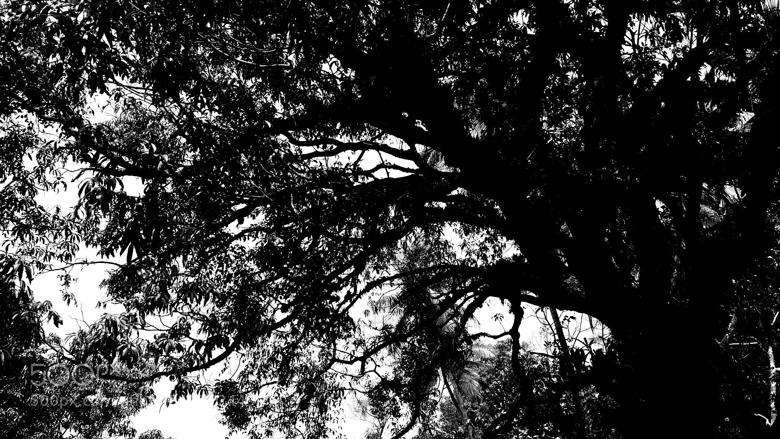 Samsung Galaxy S4 sample photo. Under the willow photography
