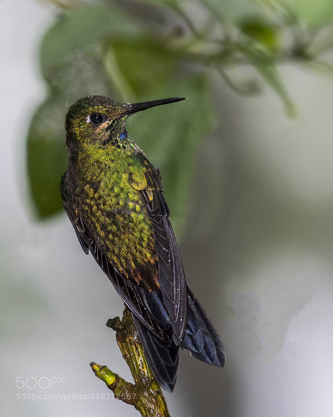 Nikon D500 sample photo. Green-crowned brilliant hummingbird -juvenile photography