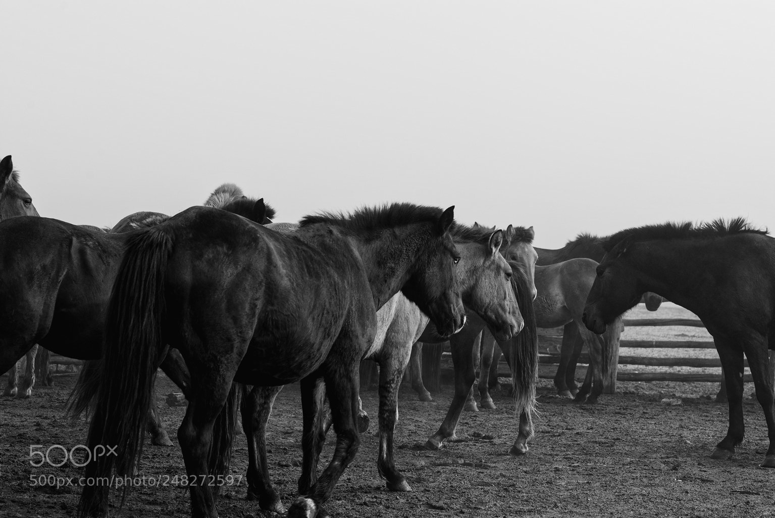 Nikon D800 sample photo. Horses v photography