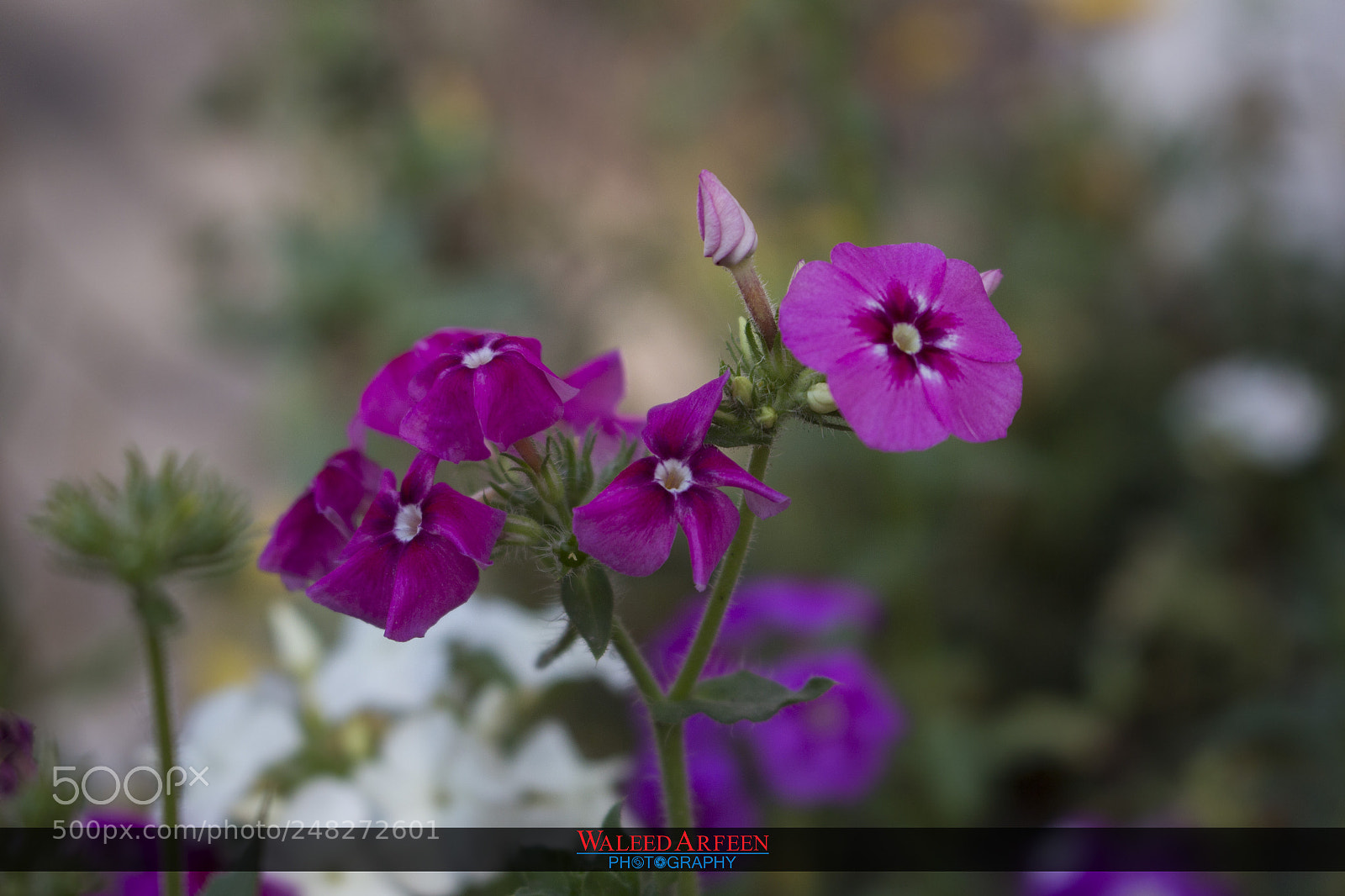 Canon EOS 700D (EOS Rebel T5i / EOS Kiss X7i) sample photo. Fancy dark purple flower photography