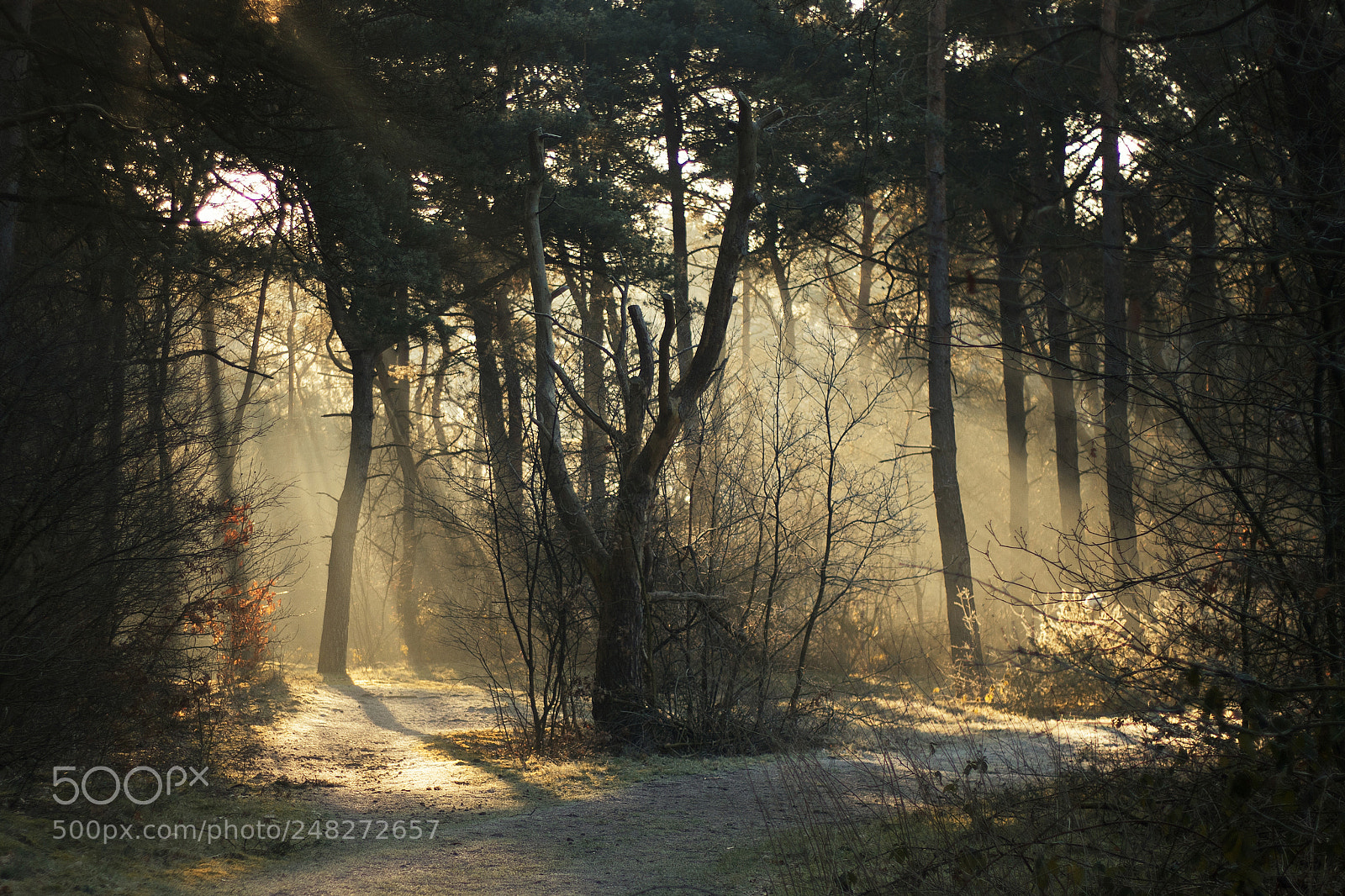 Canon EOS 7D Mark II sample photo. Winter path photography