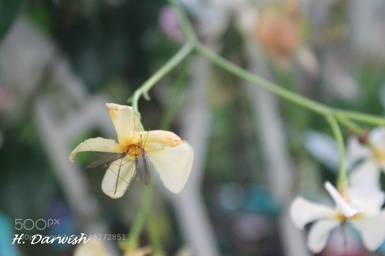 Canon EOS 1100D (EOS Rebel T3 / EOS Kiss X50) sample photo. Untitled photography
