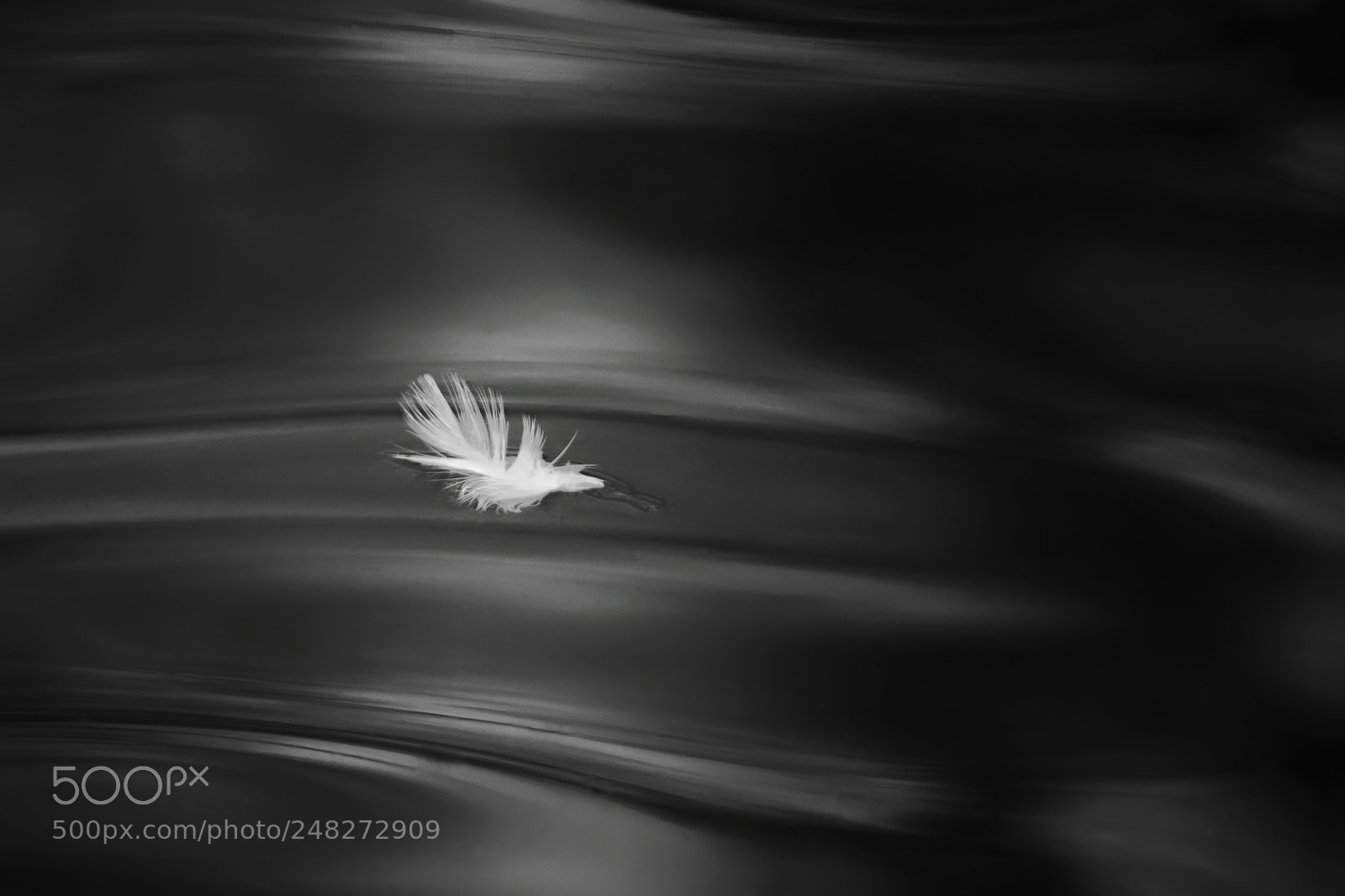 Nikon D810 sample photo. Feather photography