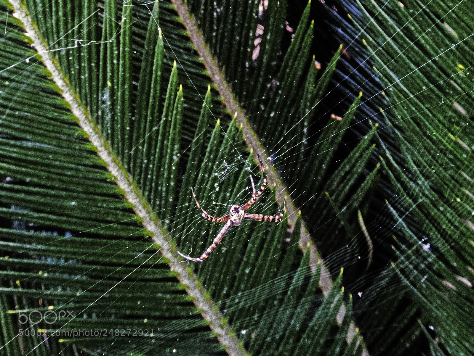 Nikon Coolpix B700 sample photo. Spider. photography