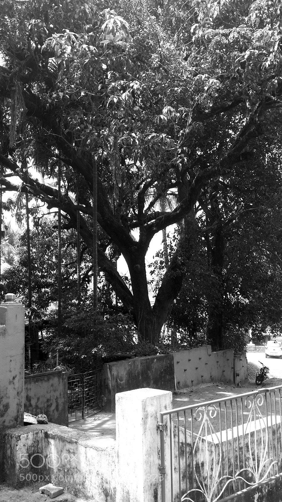 Samsung Galaxy S4 sample photo. Gated tree garden photography