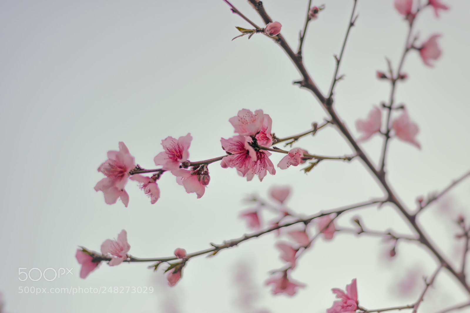 Nikon D610 sample photo. Third spring photography