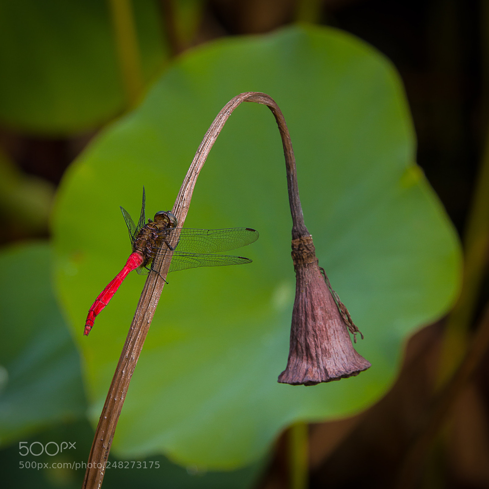 Canon EOS 80D sample photo. Fiery skimmer photography