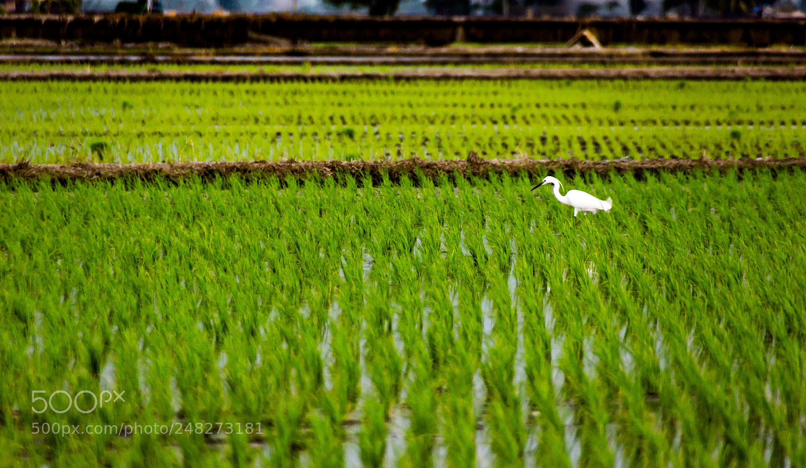 Sony SLT-A55 (SLT-A55V) sample photo. Alone in the fields photography