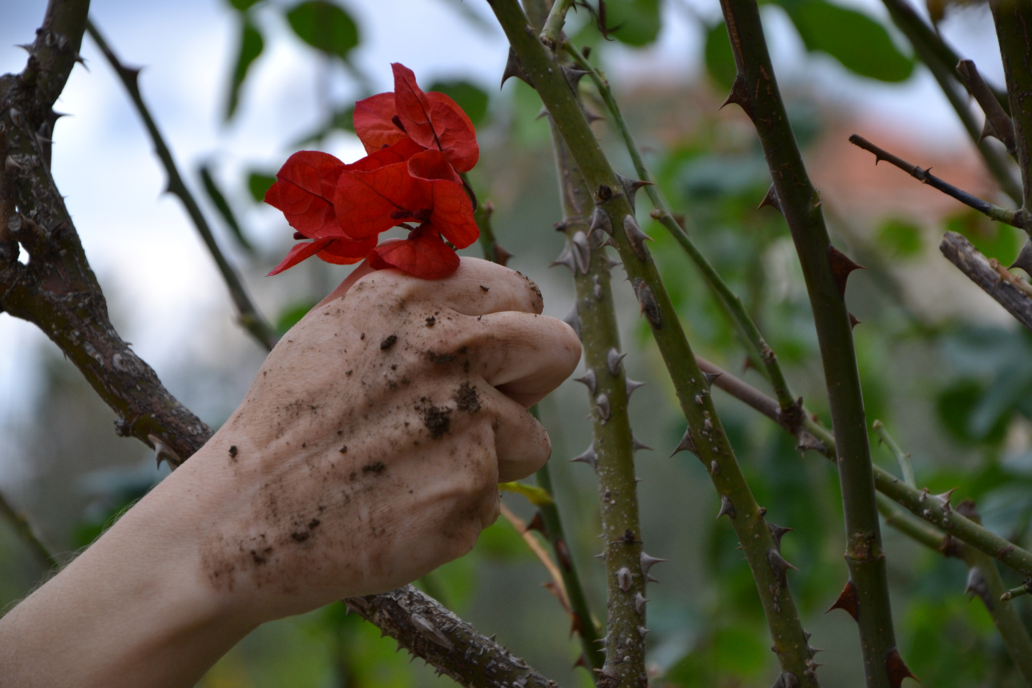 Nikon D3100 sample photo. Hope... photography