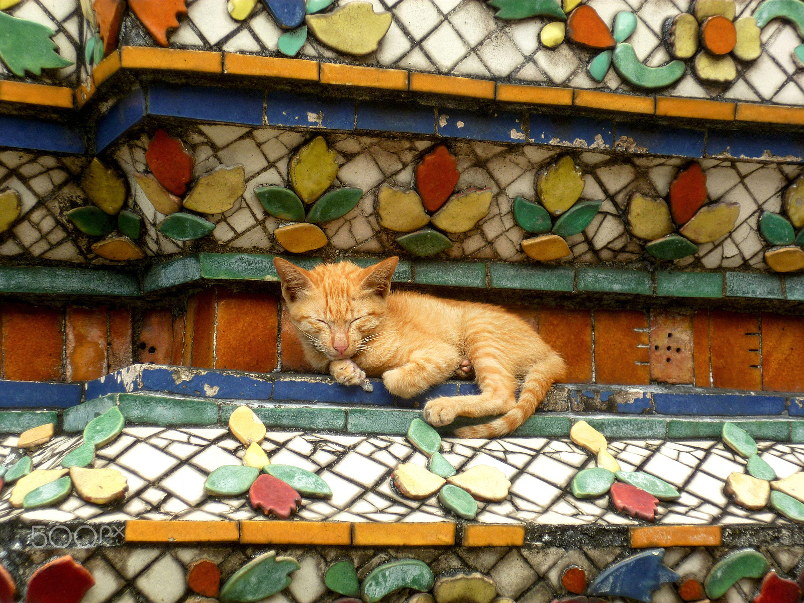 Panasonic DMC-FS11 sample photo. Small kitten sleeping in a thai temple photography