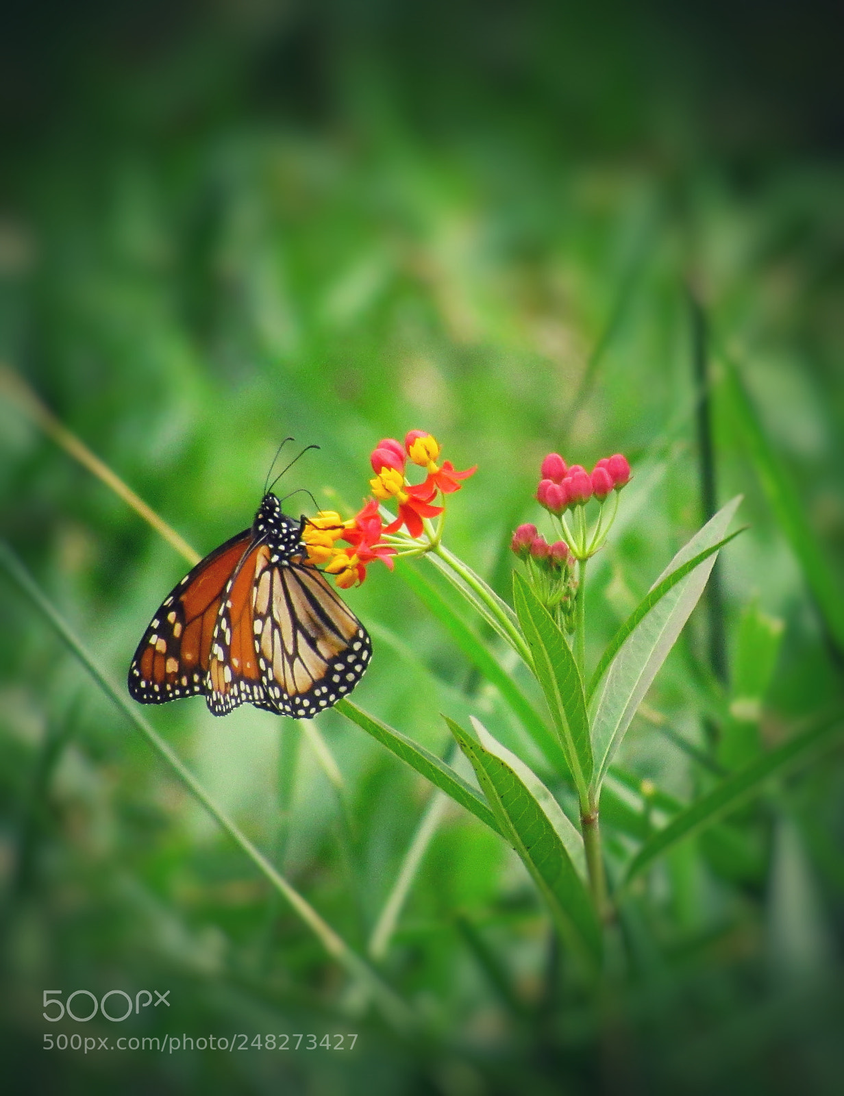 Canon PowerShot SX530 HS sample photo. Butterfly photography