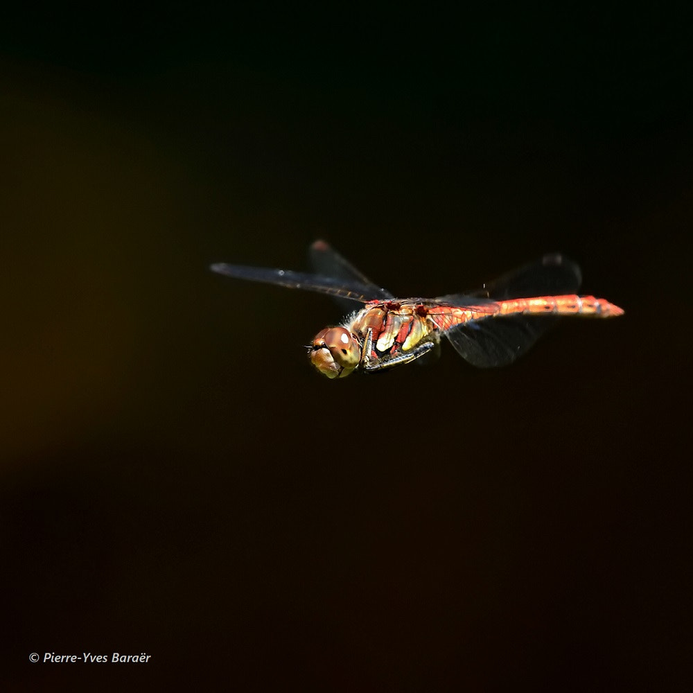 Nikon D500 + Nikon Nikkor AF-S 300mm F4E PF ED VR sample photo. Flying dragon (2) photography