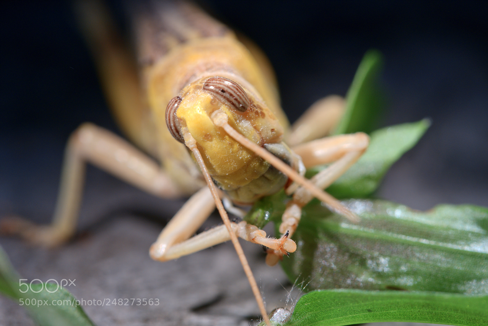 Sony a6300 sample photo. Schistocerca gregaria feeding on photography