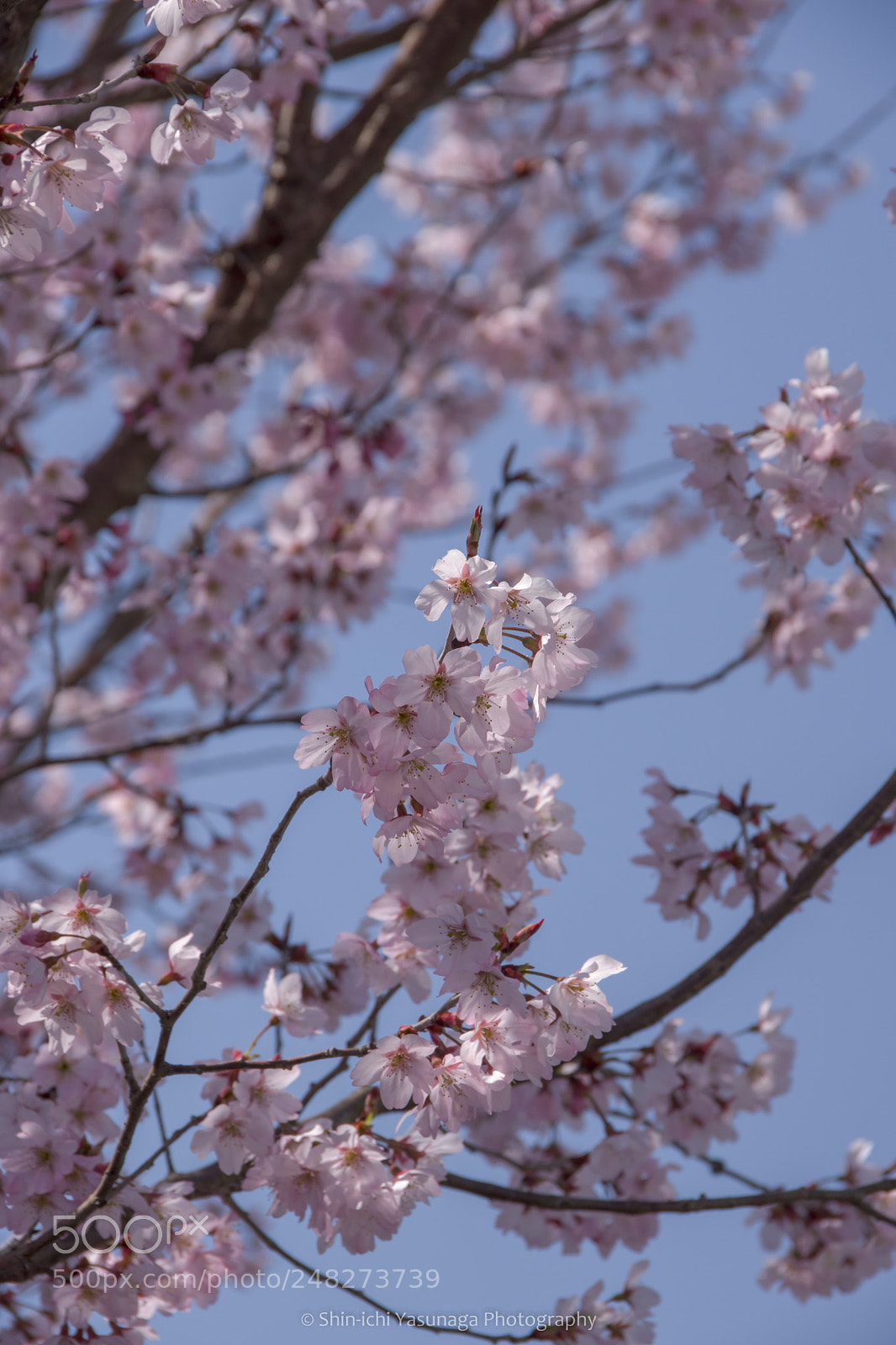Pentax K-70 sample photo. Spring,come here! photography