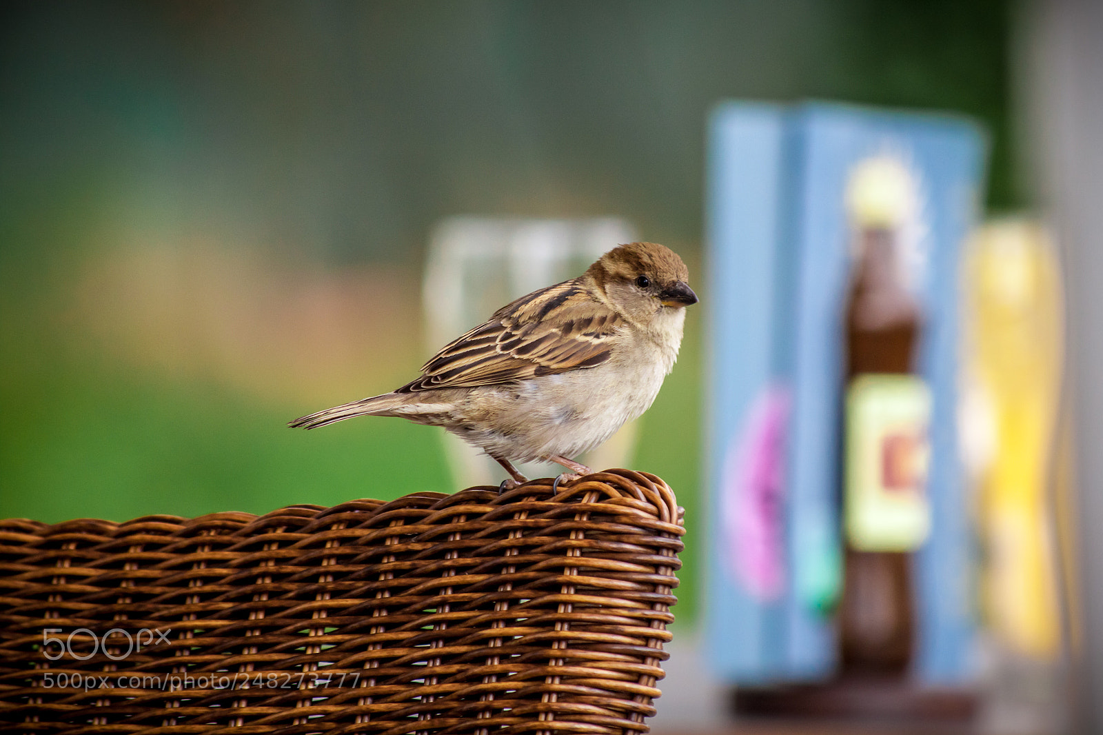 Canon EOS 500D (EOS Rebel T1i / EOS Kiss X3) sample photo. Eurasian skylark photography