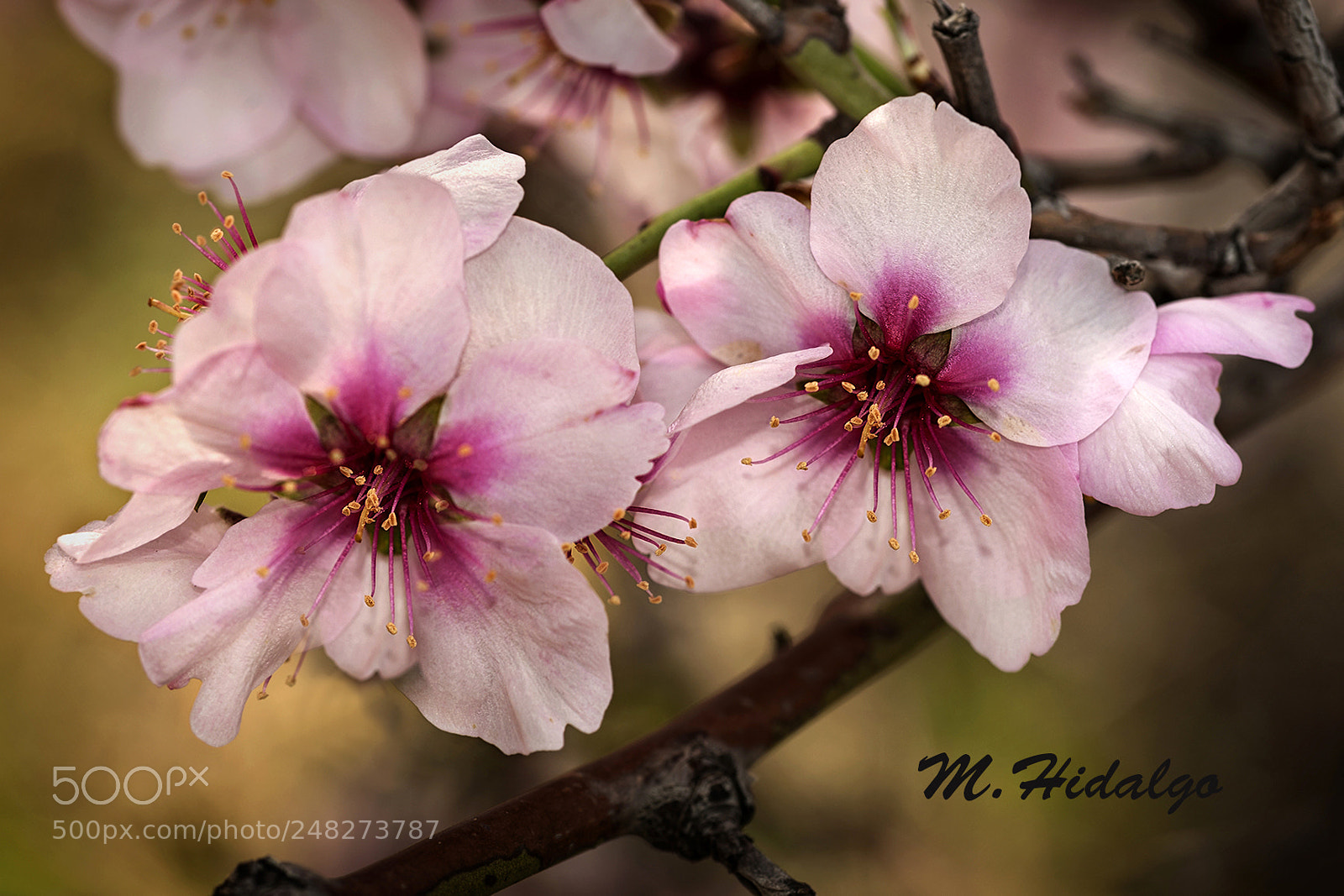 Nikon D700 sample photo. Flores de almendro photography
