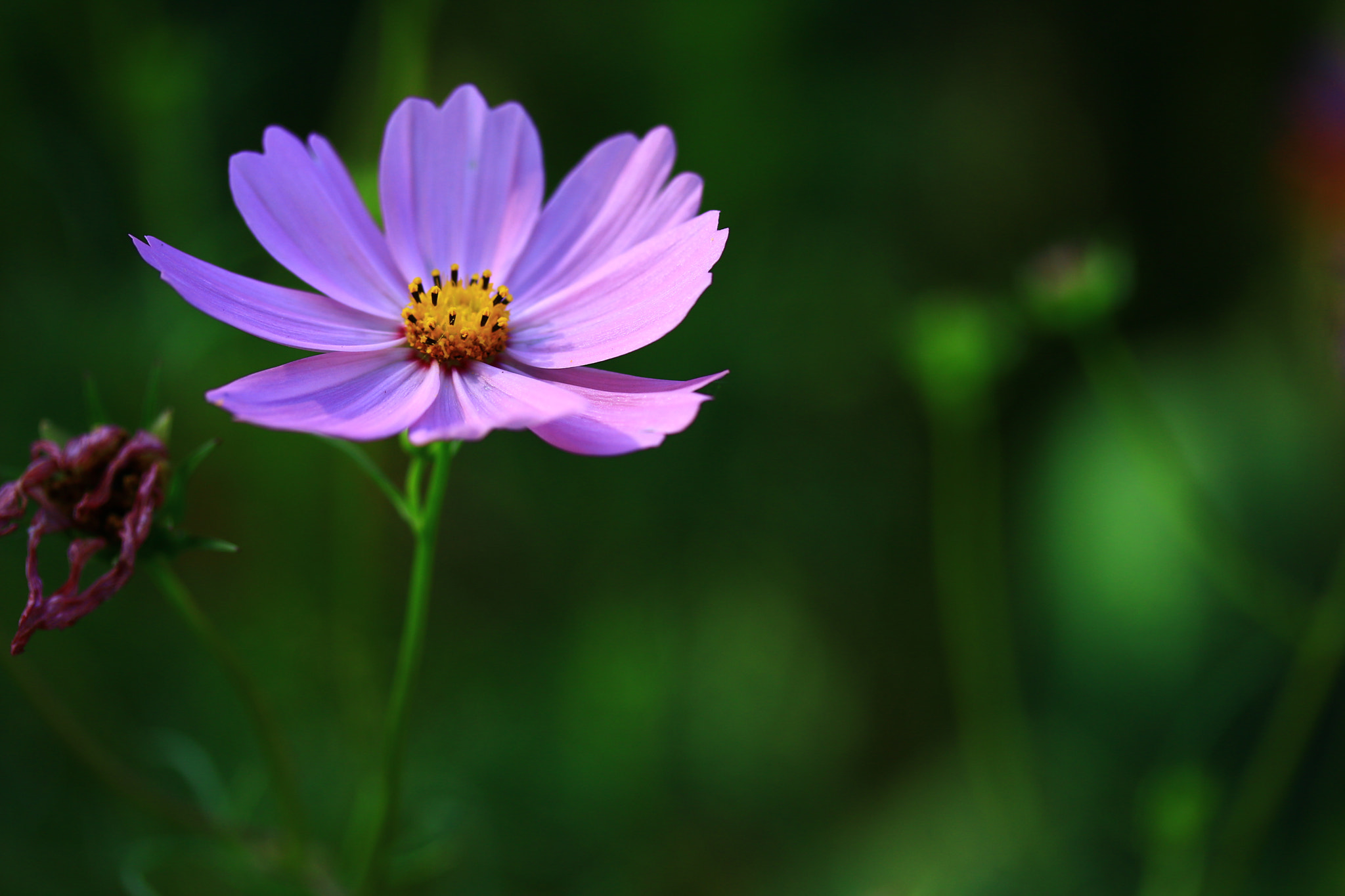Canon EF-S 60mm F2.8 Macro USM sample photo. Flower photography