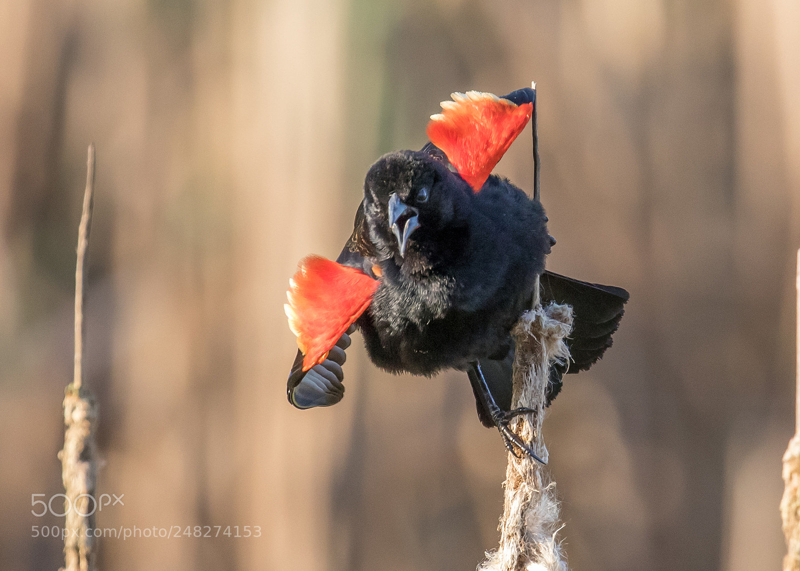 Canon EOS 7D Mark II sample photo. Red-winged blackbird photography