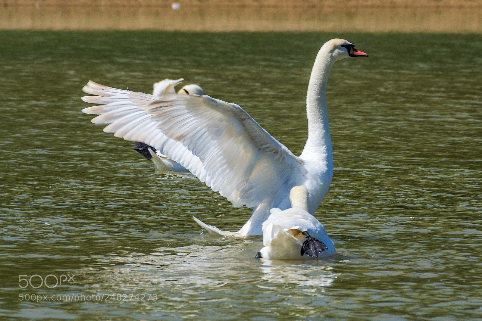 Sony ILCA-77M2 sample photo. Beauty and grace photography