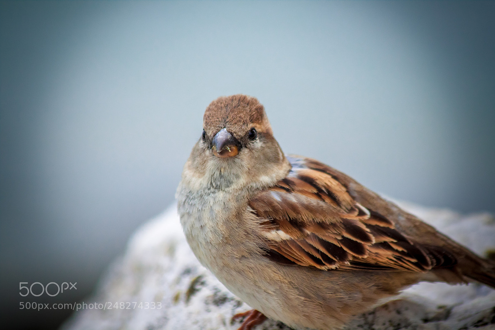 Canon EOS 500D (EOS Rebel T1i / EOS Kiss X3) sample photo. Greater short-toed lark photography