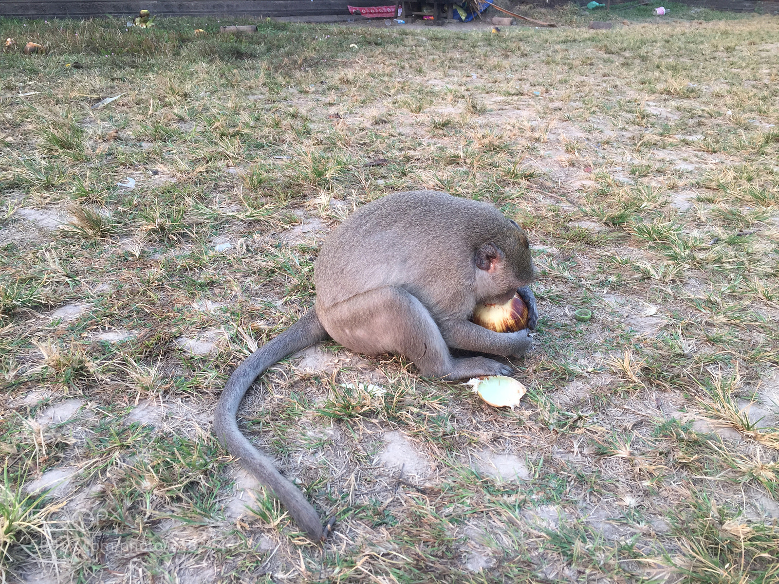 Apple iPhone 6 sample photo. Monkey in angkor wat! photography