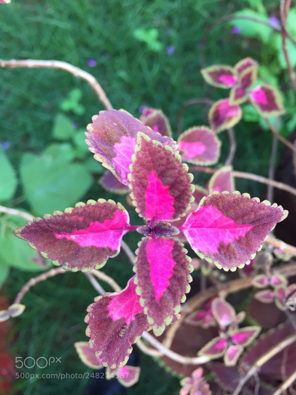 Apple iPhone 6 sample photo. Untitled photography