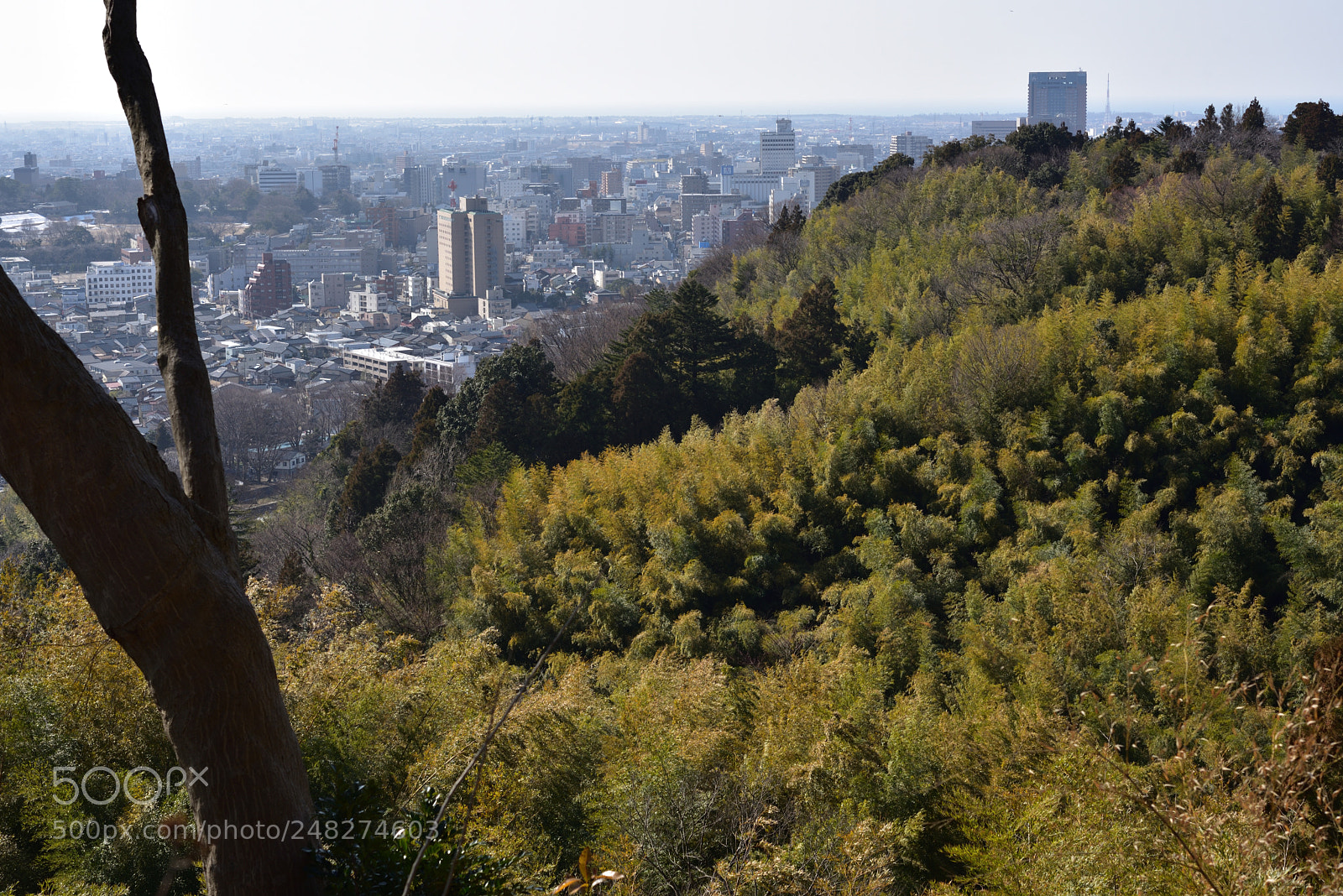 Nikon AF-S Micro-Nikkor 60mm F2.8G ED sample photo. 卯辰山見晴台から金沢駅方向を眺める。木樹に春の息吹を感じる photography