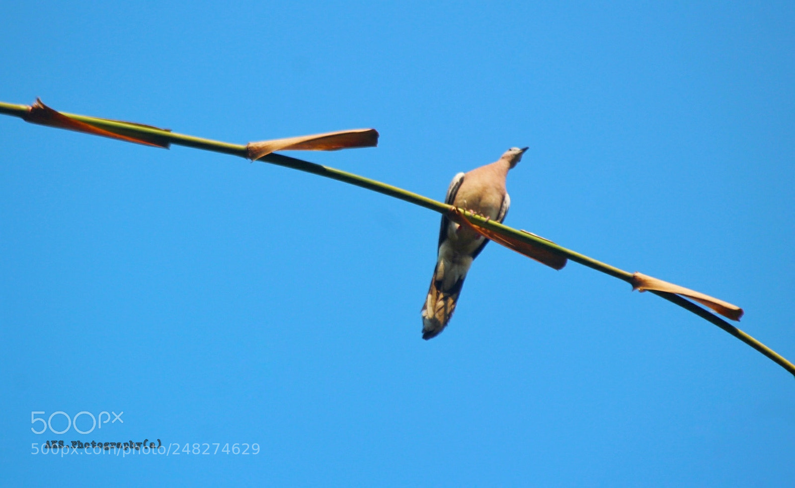 Canon EOS 1300D (EOS Rebel T6 / EOS Kiss X80) sample photo. One bird photography
