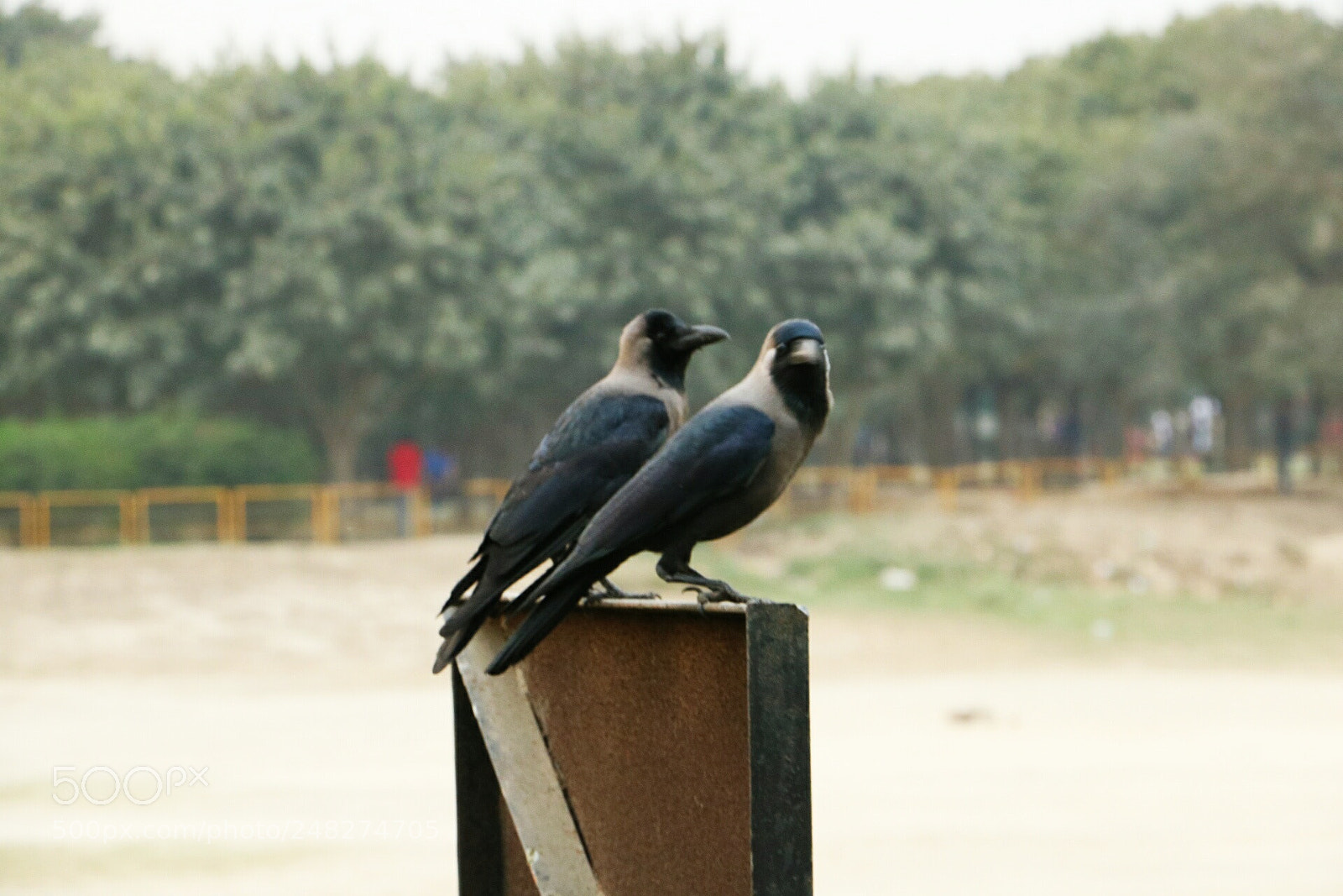 Canon EOS 760D (EOS Rebel T6s / EOS 8000D) sample photo. Nature's love photography