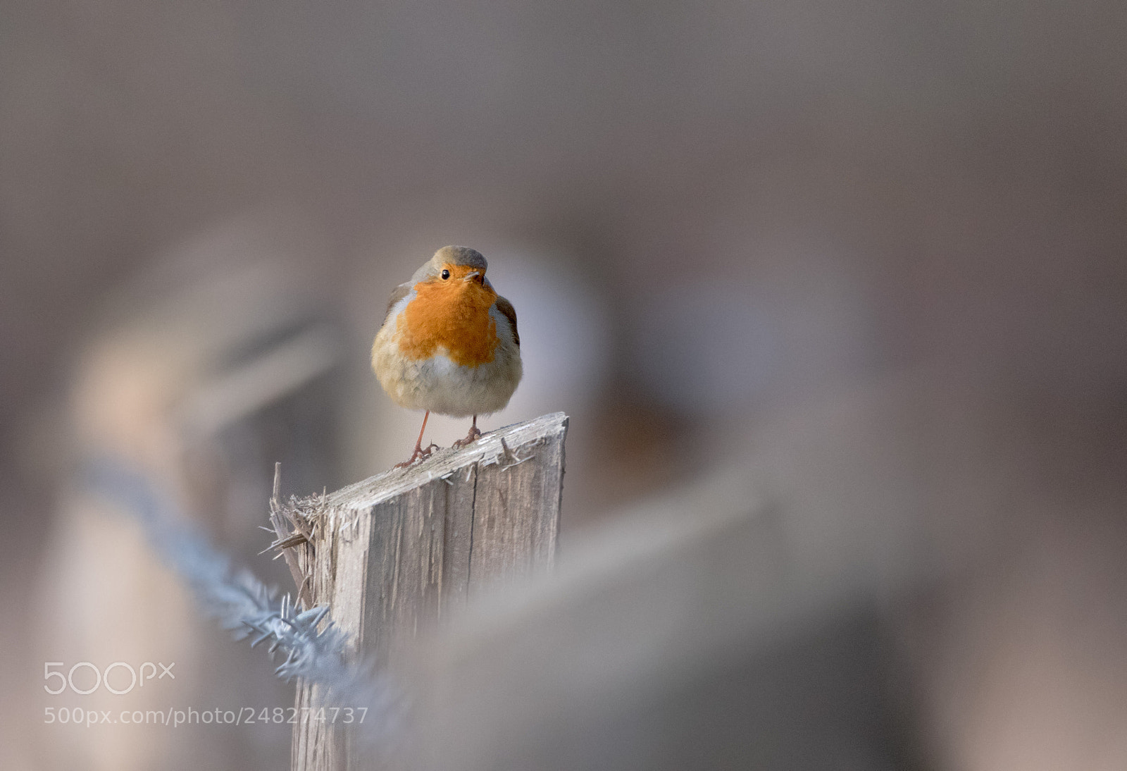 Canon EOS 7D Mark II sample photo. Robin photography