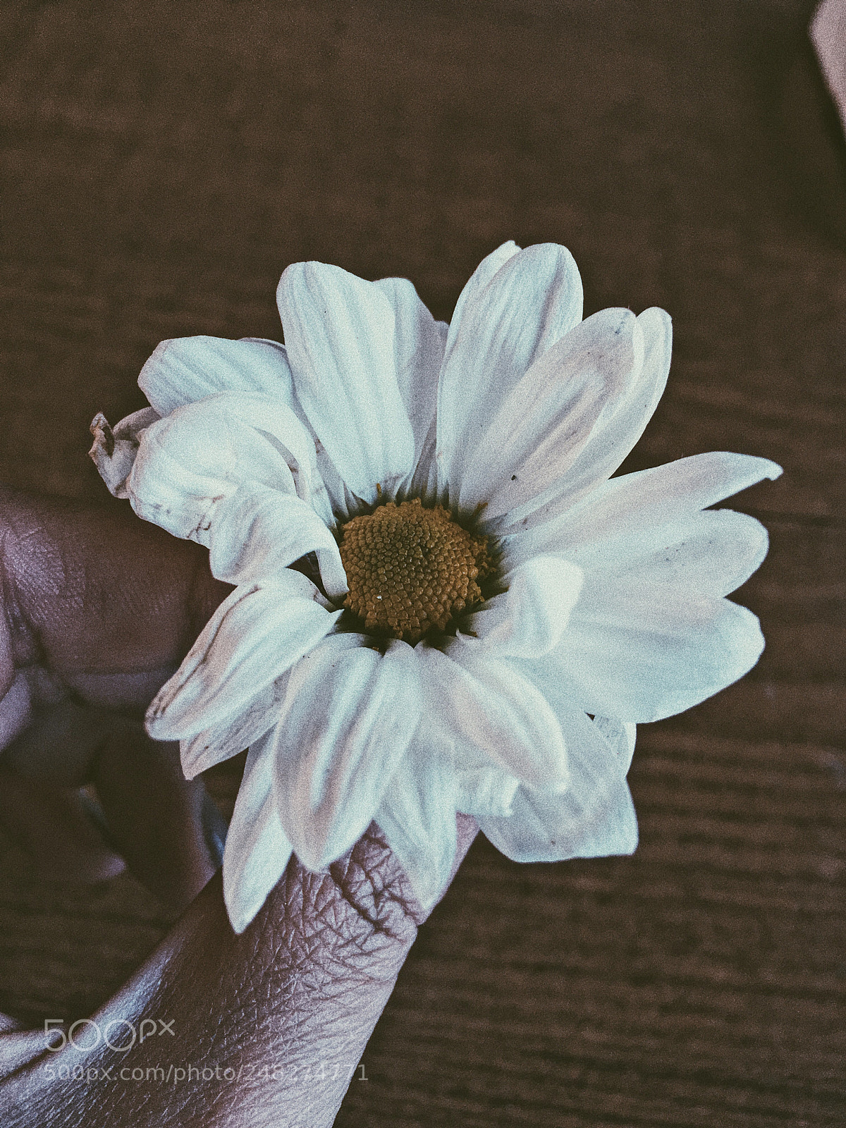 Apple iPhone 6s sample photo. 花 photography