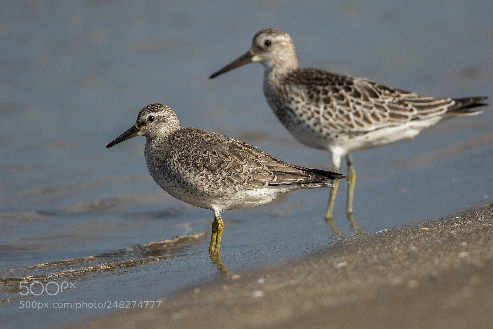 Canon EOS 7D Mark II sample photo. Red knot with great photography