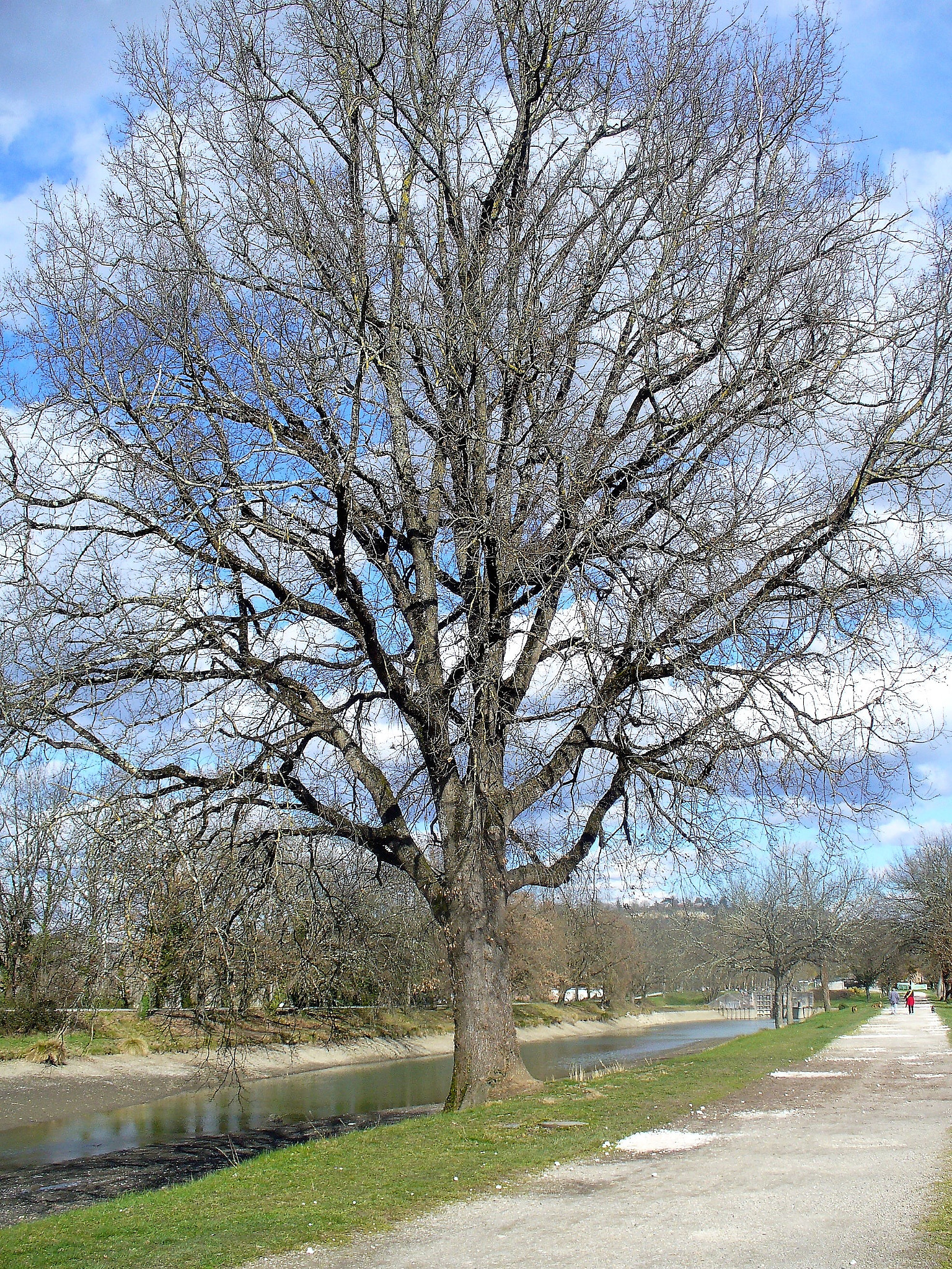 Panasonic DMC-LZ5 sample photo. En attendant le printemps (waiting for the spring) photography