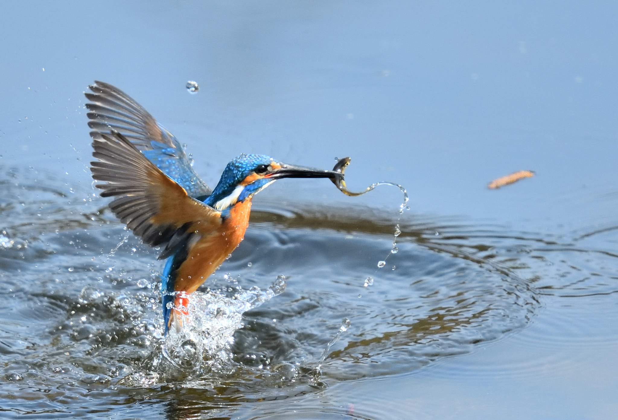 Nikon Nikkor AF-S 300mm F4E PF ED VR sample photo. Kingfisher 翡翠 photography