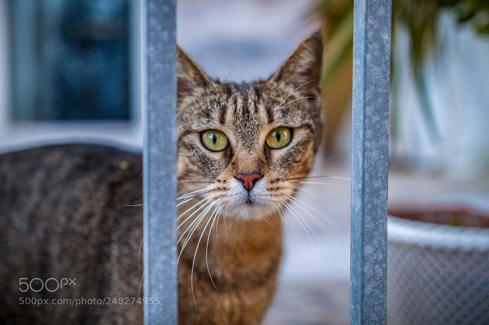 Canon EOS 500D (EOS Rebel T1i / EOS Kiss X3) sample photo. Neighbourhood tabby photography