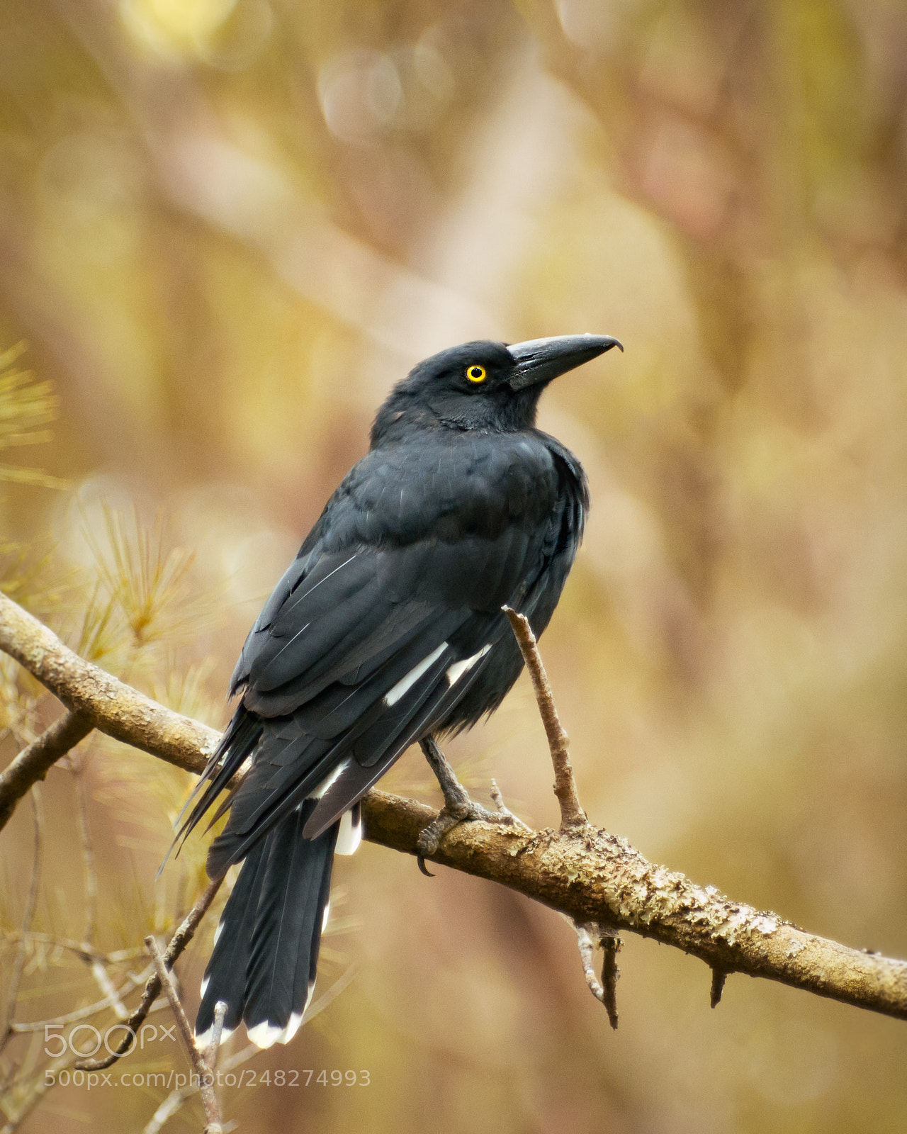 Pentax K-5 sample photo. Pied currawong photography