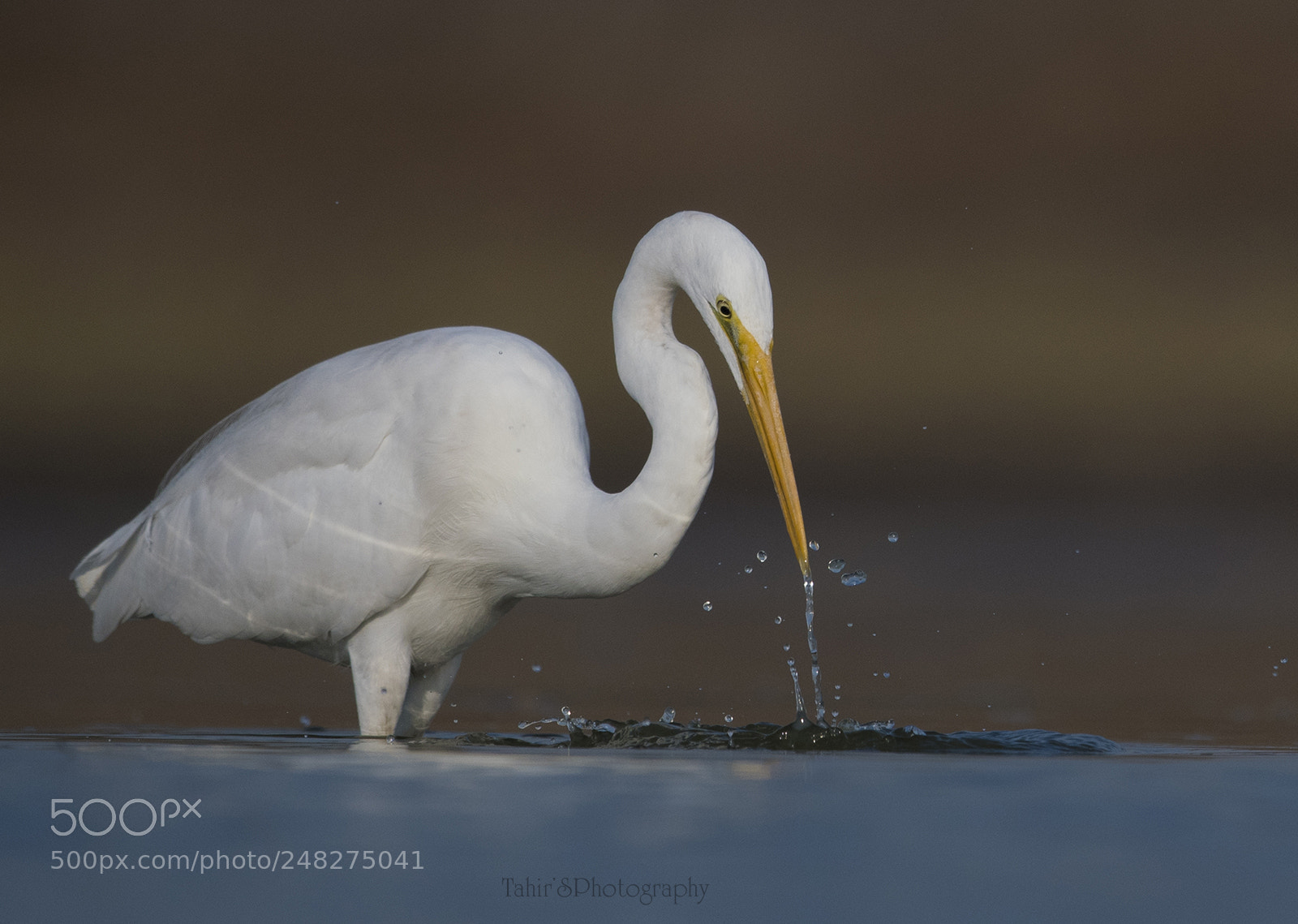 Nikon D500 sample photo. The great white egret photography