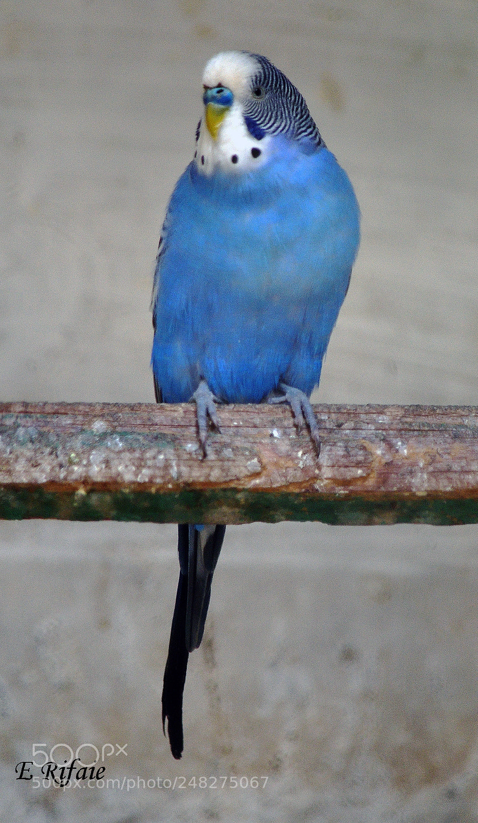 Nikon D7500 sample photo. Australian blue bird photography
