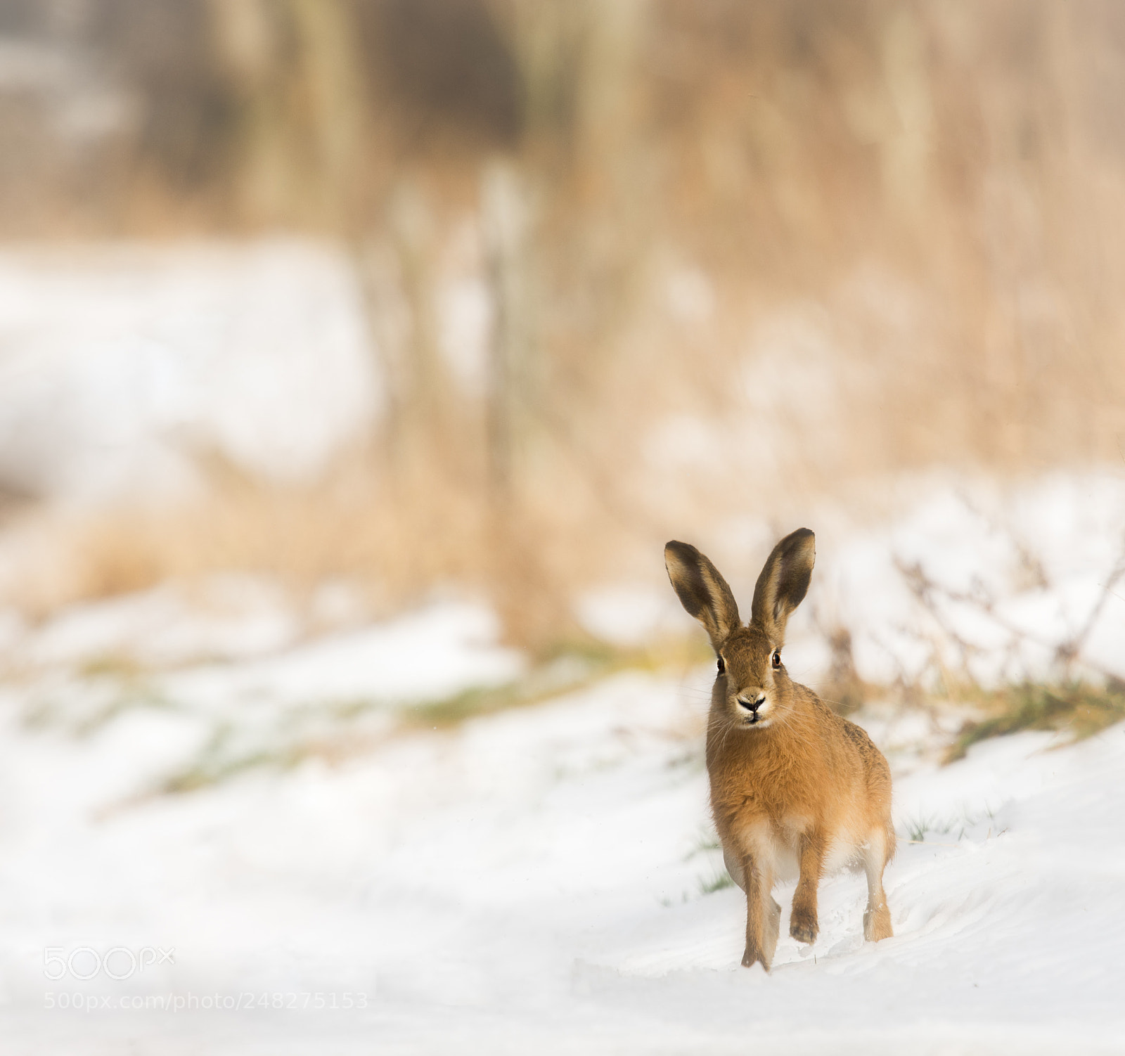 Nikon D7200 sample photo. Brown hare in the photography
