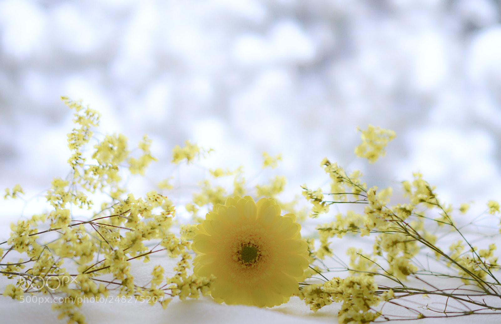 Nikon D3200 sample photo. Spring image training❁˚:*:・゜ photography