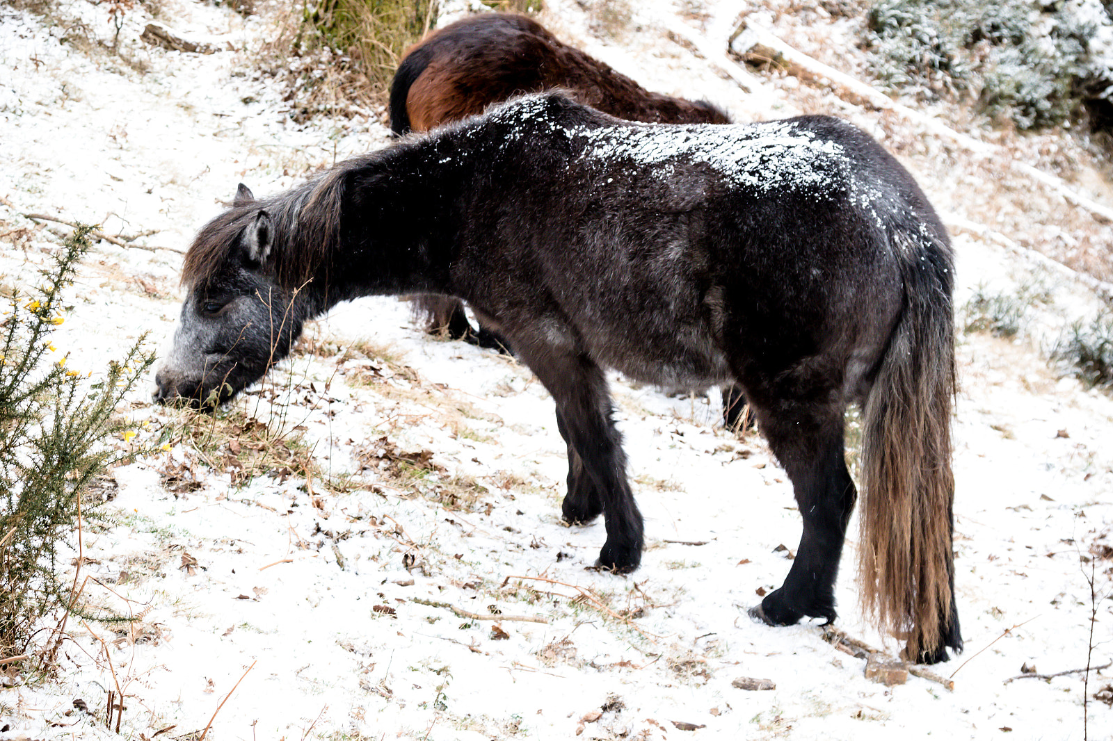 Canon EOS 7D Mark II sample photo. Dartmoor united kingdom during photography
