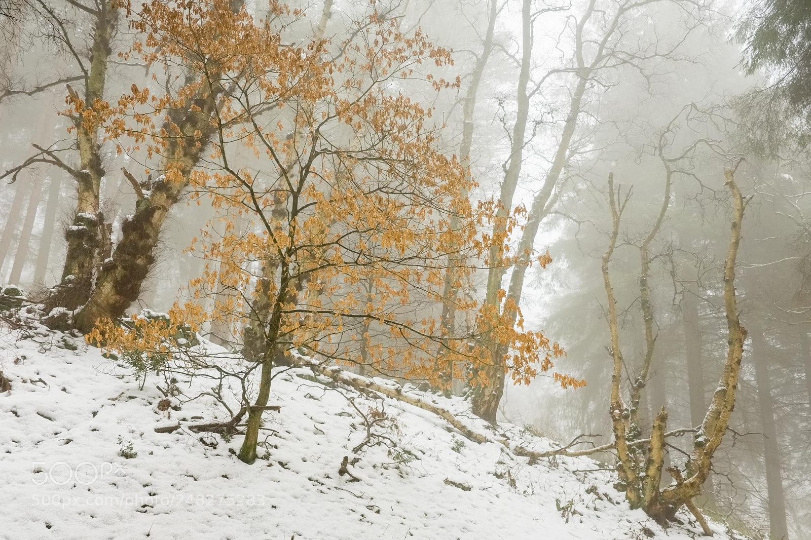 Fujifilm X-T1 sample photo. Snow and mist in photography