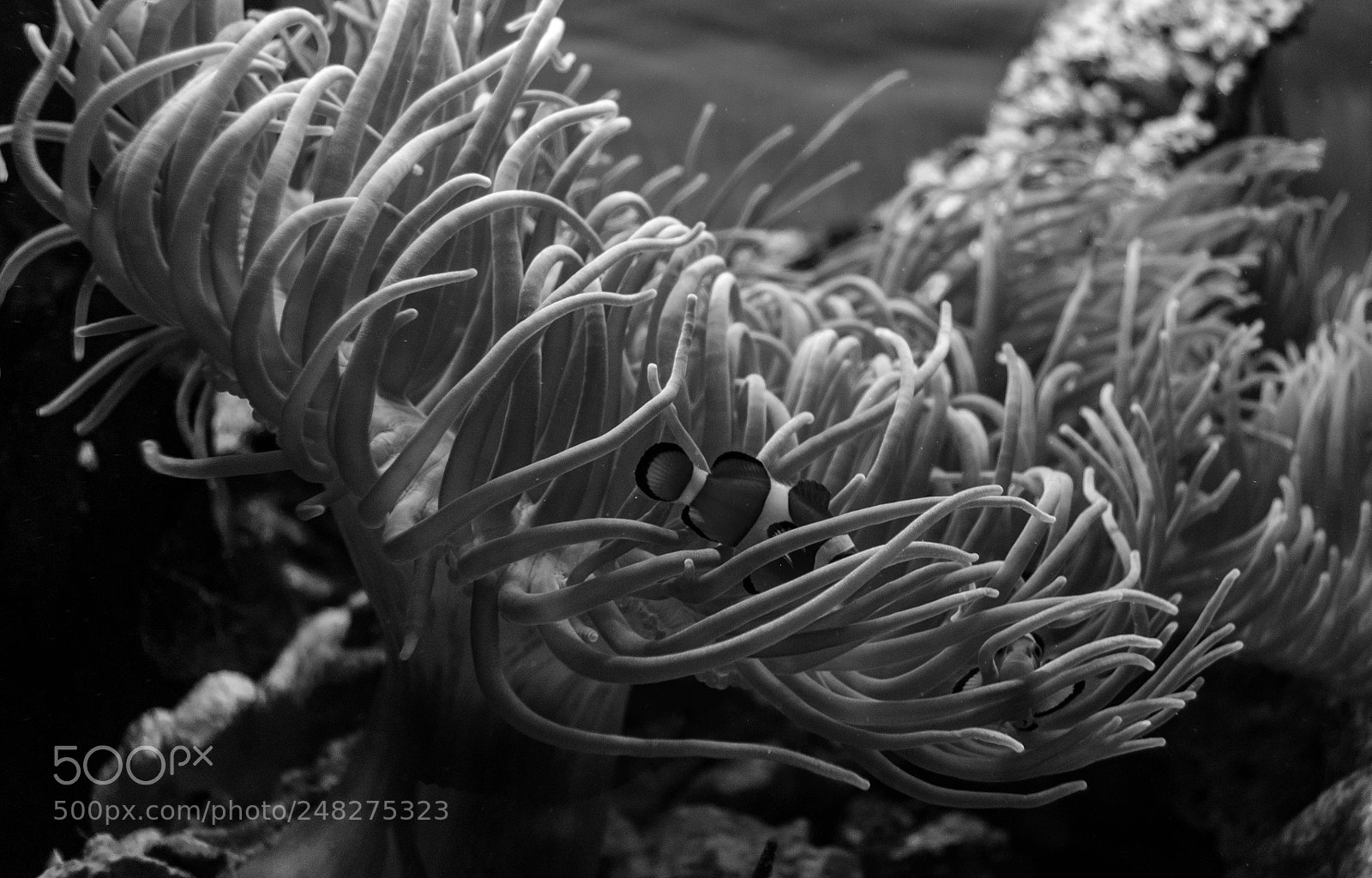 Pentax K-3 II sample photo. Aquarium. photography