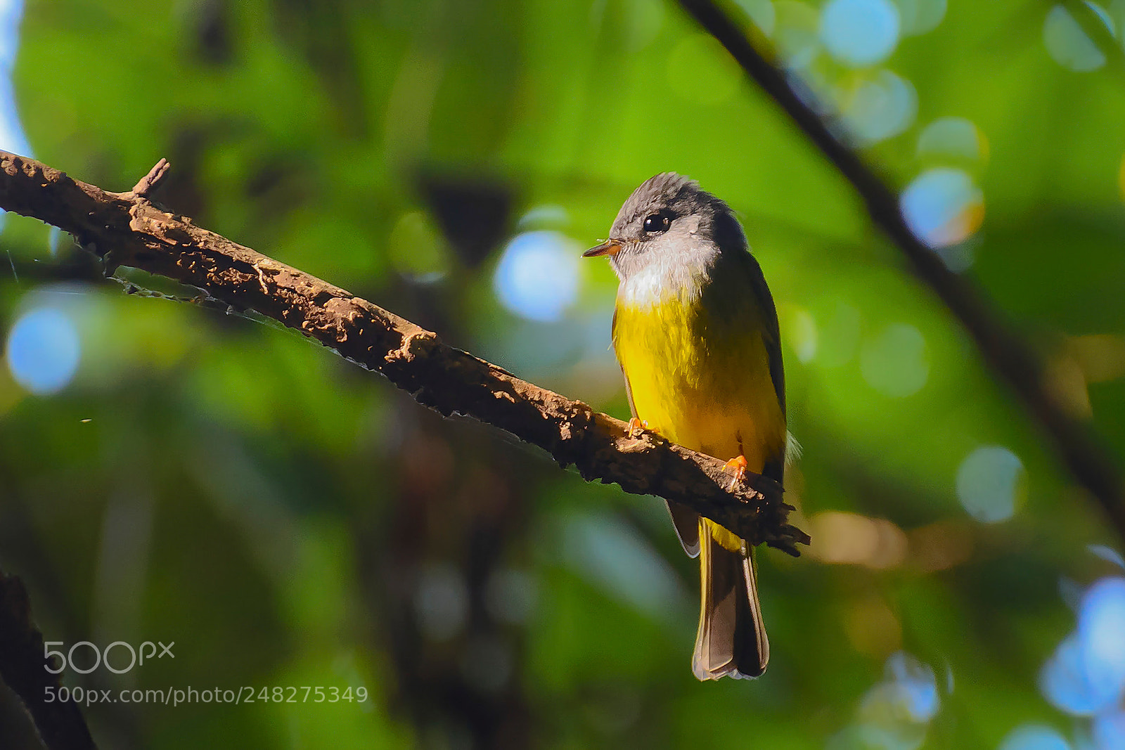 Nikon D7100 sample photo. Grey-headed canary-flycatcher photography