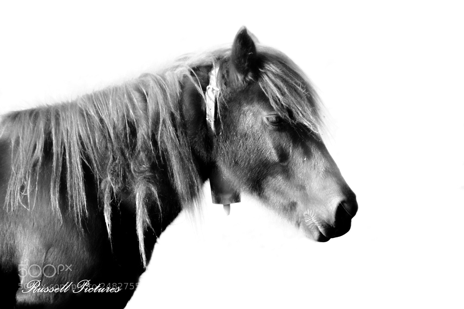 Nikon D3100 sample photo. Simply horse. photography