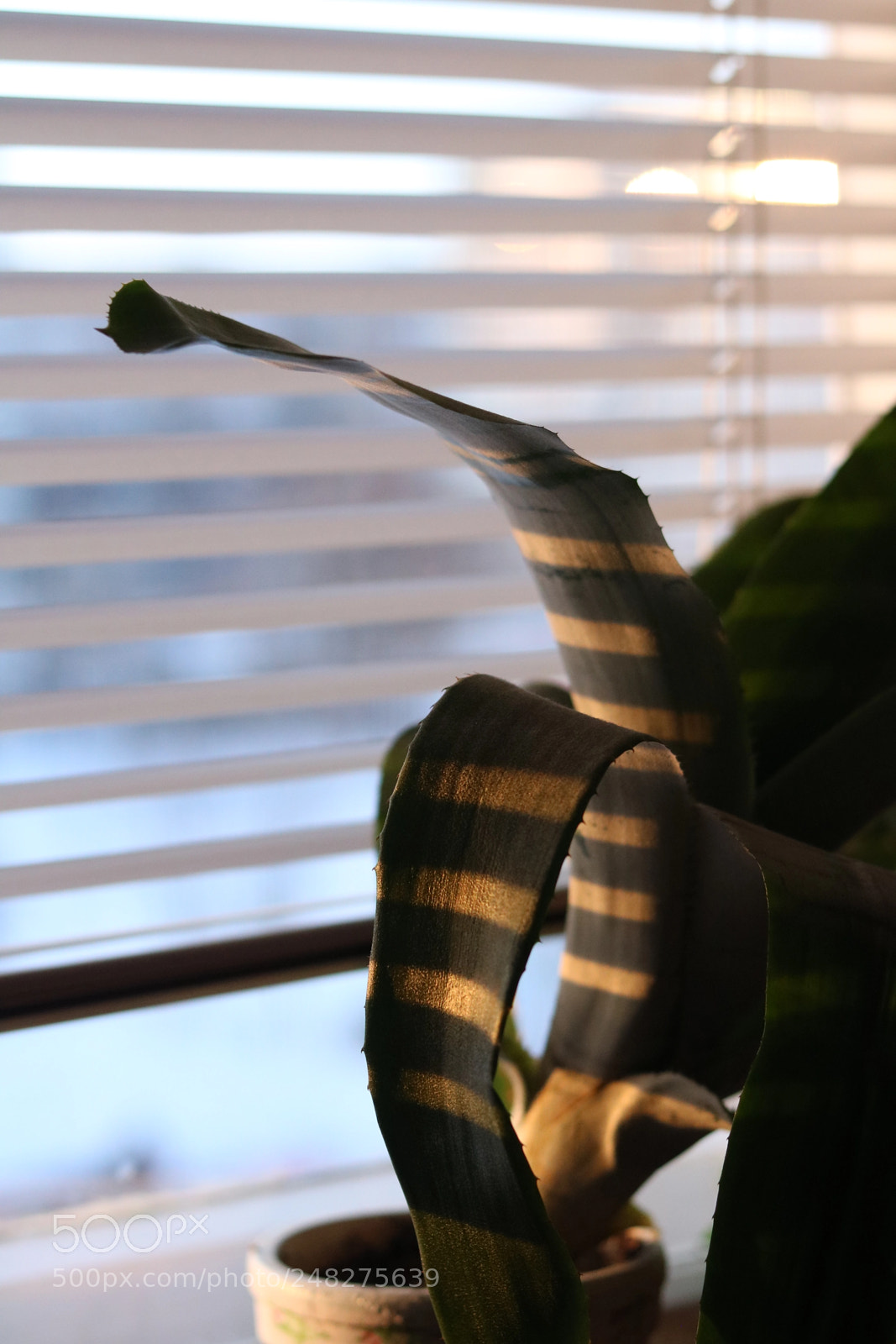 Canon EOS 750D (EOS Rebel T6i / EOS Kiss X8i) + Canon EF 50mm F1.8 STM sample photo. Tiger in the window photography