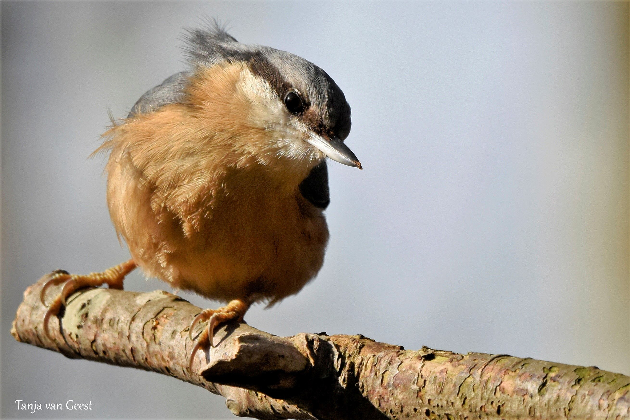 Nikon D5500 + Sigma 150-600mm F5-6.3 DG OS HSM | C sample photo. Wood nuthatch photography