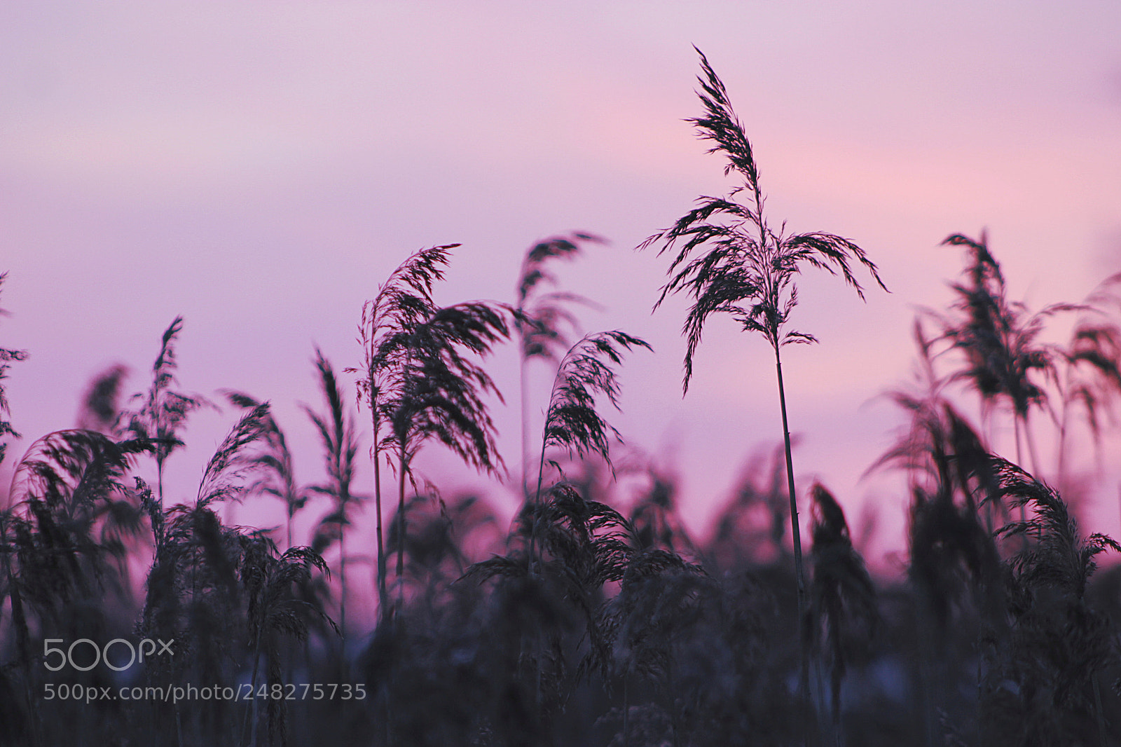 Canon EOS 600D (Rebel EOS T3i / EOS Kiss X5) sample photo. Purpur sunset sky and photography