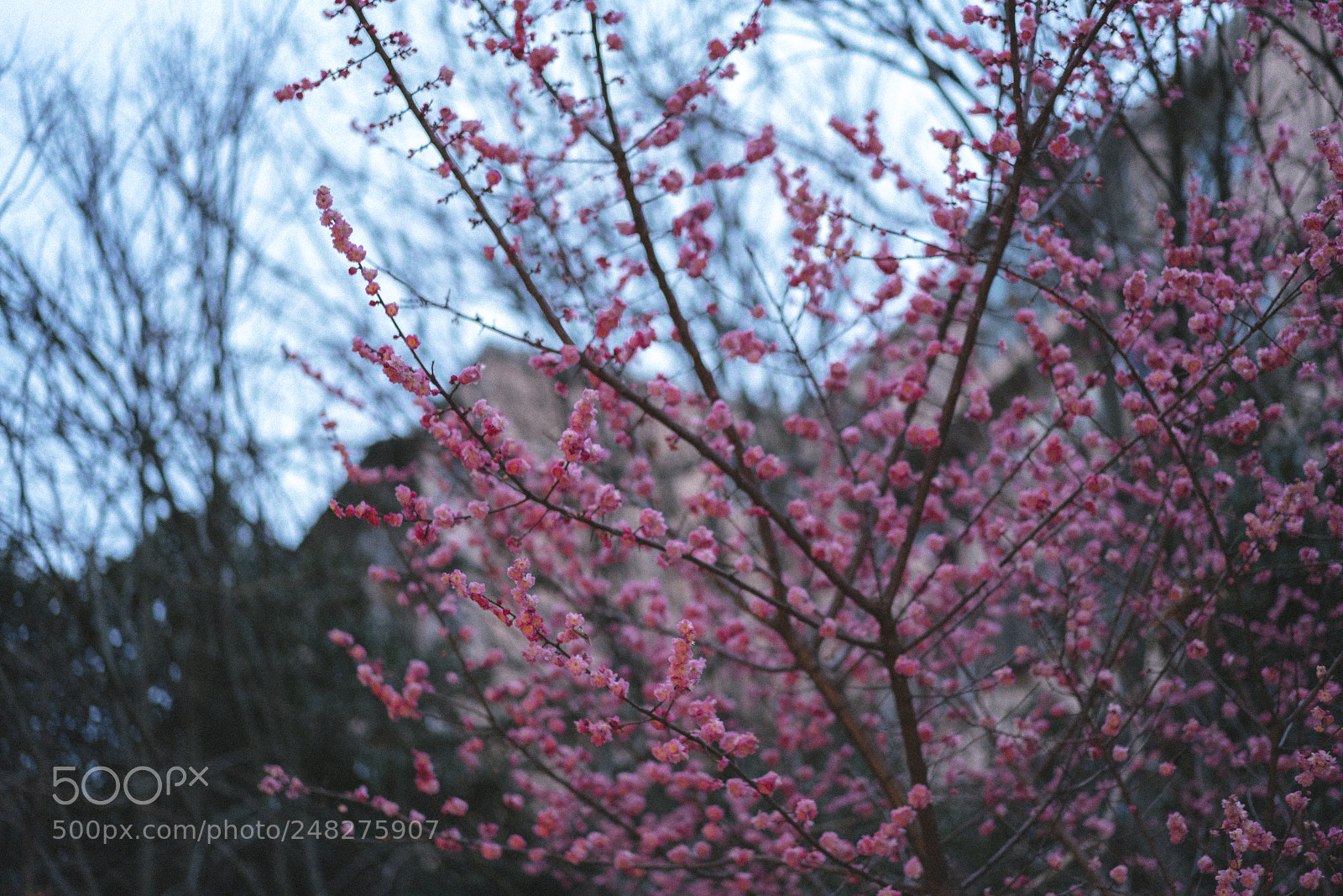Sony a7R III sample photo. 20180305-180410_03454 photography