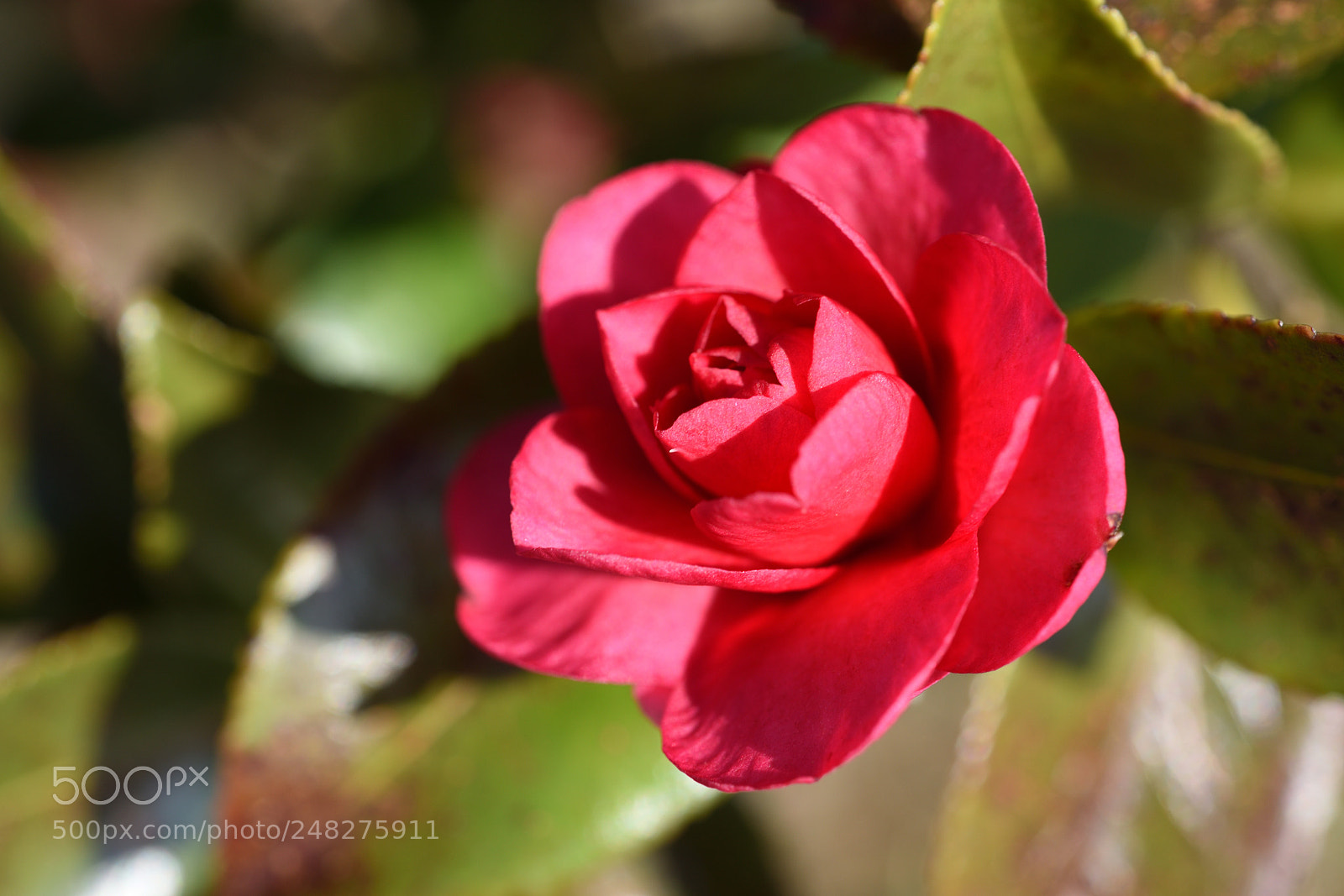 Nikon AF-S Micro-Nikkor 60mm F2.8G ED sample photo. 散歩道の花 サザンカ 卯辰山見晴台 (2) photography